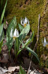 White troutlily <BR>White fawnlily